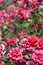 Cluster of magenta roses up close with blurred mottled background