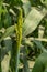 A cluster of male yellow flowers that such a cluster of male corn flower