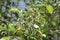 Cluster of the mangrove tannin fruits.