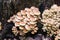 Cluster of many yellow wood-decay mushrooms growing on a stump in forest, poisonous fungus Sulphur Tuft - Hypholoma fasciculare, l