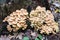 Cluster of many yellow wood-decay mushrooms growing on a stump in forest, poisonous fungus Sulphur Tuft - Hypholoma fasciculare, l
