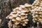 Cluster of many yellow wood-decay mushrooms growing on a stump in forest, poisonous fungus Sulphur Tuft - Hypholoma fasciculare, l