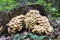 Cluster of many yellow wood-decay mushrooms growing on a stump in forest, poisonous fungus Sulphur Tuft - Hypholoma fasciculare, l