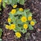 A cluster of Melampodium at the Dallas Blooms annual spring festival at the Dallas Arboretum.