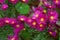 Cluster of Michaelmas daisies with magenta petals and yellow centres