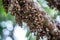 cluster of monarch butterflies on tree branch, their black and orange wings fluttering in the breeze