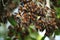 cluster of monarch butterflies on tree branch, their black and orange wings fluttering in the breeze