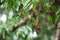 cluster of monarch butterflies on tree branch, their black and orange wings fluttering in the breeze