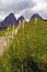 Cluster of monkshood with Grohmannspitze group, Dolomites, Italy