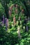 Cluster of multicolored lupine in the garden