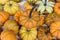 Cluster of multicolored pumpkins and gourds