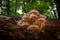 Cluster of mushrooms