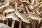 Cluster of Mushrooms on a Dead Tree