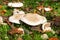 Cluster of mushrooms growing on a meadow after the rain, California