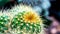 Cluster Notocactus leninghausii cactus