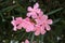A cluster of oleander flowers Nerium oleander