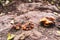 Cluster of orange-brown mushroom in a forest