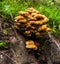 Cluster of orange-brown mushroom in a forest