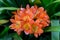 Cluster of orange clivia flowers in garden.