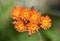 Cluster of Orange Hawkweed Flowering and Blooming