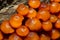 Cluster of orange mycena mushrooms in Newbury, New Hampshire