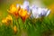 A cluster of orange yellow and white violet blooming crocuses in the spring sun in a park