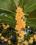 cluster of osmanthus fragrans blossoms under green leaves