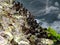Cluster of Oyster formed on sea rocks sea background