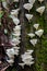 Cluster of oyster mushrooms growing up a tree trunk