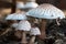 Cluster of Parasol Mushrooms Sprouting Up From the Ground