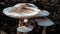 Cluster of Parasol Mushrooms Sprouting Up From the Ground