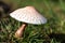 Cluster of Parasol Mushrooms Sprouting Up From the Ground