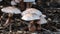 Cluster of Parasol Mushrooms Sprouting Up From the Ground