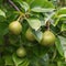 Cluster of pear fruits hanging on tree branch at organic homestead farm near Dallas, Texas, USA