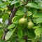 Cluster of pear fruits hanging on tree branch at organic homestead farm near Dallas, Texas, USA