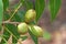 CLUSTER OF PECAN NUTS ON A PECAN NUT TREE