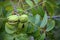 CLUSTER OF PECAN NUTS WITH RIPE PECAN VISIBLE THROUGH GREEN HUSK