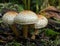 A cluster of pholiota squarrasoide mushrooms