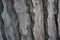 Cluster pine bark