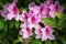 A cluster of Pink azalea flowers in blossom in the garden