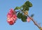 Cluster of pink flowers of Ribes sanguineum