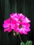 Cluster of Pink Geranium Flowers on Wood Background