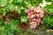 Cluster of pink grape on vine