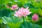Cluster of pink lotus flowers and buds amidst large green leaves. The closest flower is in full bloom, showcasing its layered