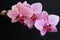 Cluster of Pink Orchids