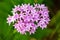 Cluster of Pink Penta Flowers in Garden