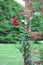 Cluster of pink roses climb up a wooden trellis in a rural garden during overcast skies