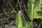 cluster of pink snail eggs in Everglades National Park