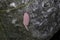 cluster of pink snail eggs in Everglades National Park