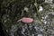 cluster of pink snail eggs in Everglades National Park